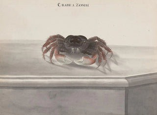 Ren de Rabi - Natural history of Saint Domingue Pl130.webp