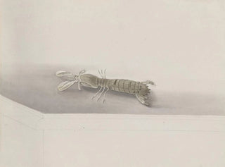 Ren de Rabi - Natural history of Saint Domingue Pl131.webp