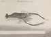 Naturgeschichte von Saint-Domingue Pl132 - René de Rabi — Ansicht des Kunstwerks