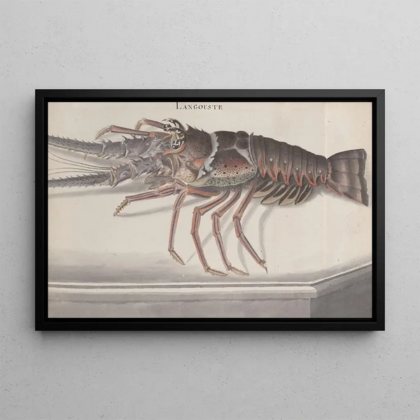 Naturgeschichte von Saint-Domingue Pl133 - René de Rabi — gerahmtes Bild an der Wand