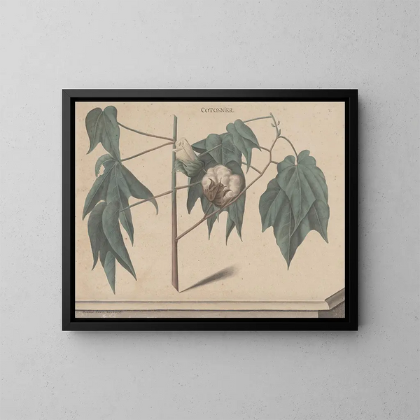 Naturgeschichte von Saint-Domingue Pl135 - René de Rabi — gerahmtes Bild an der Wand