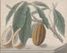 Naturgeschichte von Saint-Domingue Pl136 - René de Rabi — Ansicht des Kunstwerks