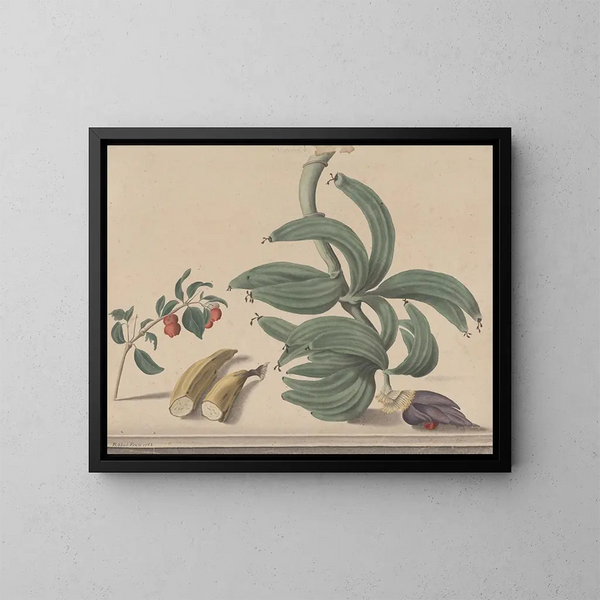 Naturgeschichte von Saint-Domingue Pl137 - René de Rabi — gerahmtes Bild an der Wand