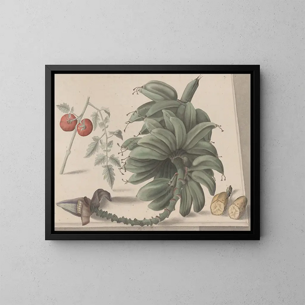 Naturgeschichte von Saint-Domingue Pl138 - René de Rabi — gerahmtes Bild an der Wand