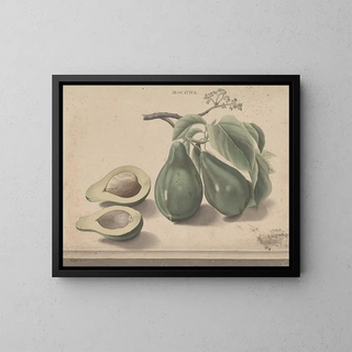 Ren de Rabi - Natural history of Saint Domingue Pl139.webp