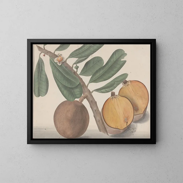 Naturgeschichte von Saint-Domingue Pl140 - René de Rabi — gerahmtes Bild an der Wand