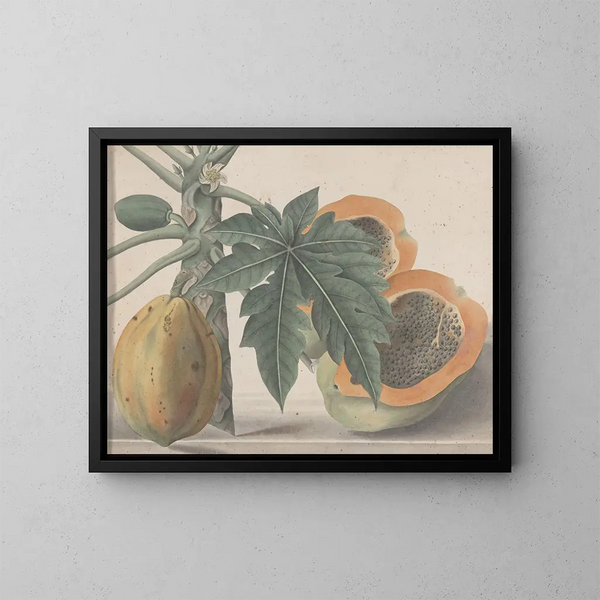 Naturgeschichte von Saint-Domingue Pl141 - René de Rabi — gerahmtes Bild an der Wand