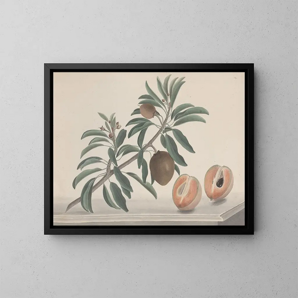 Naturgeschichte von Saint-Domingue Pl144 - René de Rabi — gerahmtes Bild an der Wand