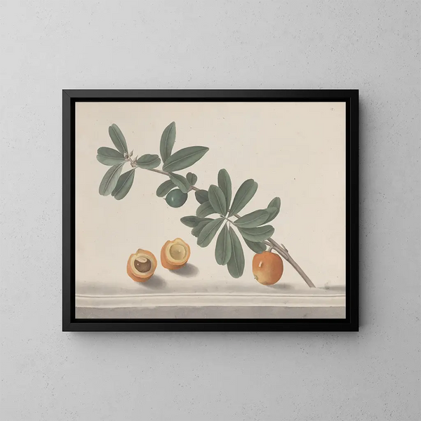 Geschichte der Natur von Saint-Domingue Pl146 - René de Rabi — gerahmtes Bild an der Wand
