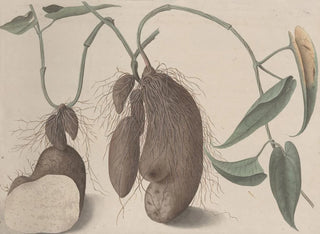 Ren de Rabi - Natural history of Saint Domingue Pl148.webp