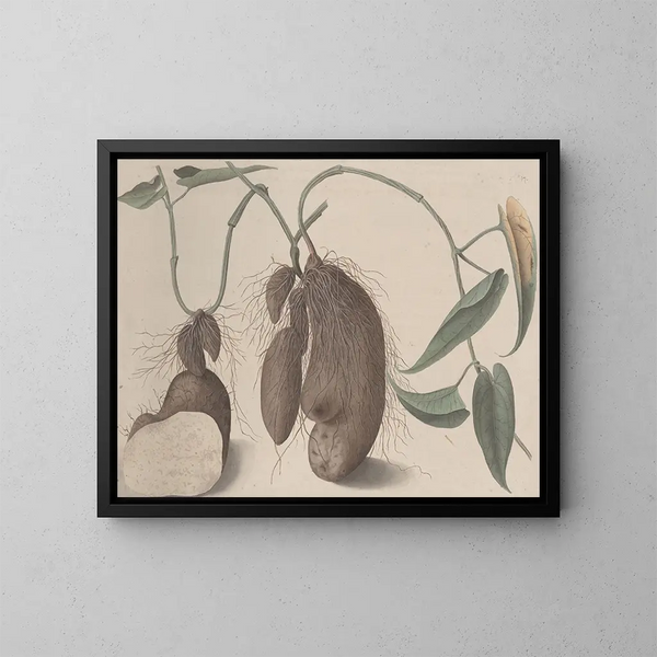 Naturgeschichte von Saint-Domingue Pl. 148 - René de Rabi — gerahmtes Bild an der Wand