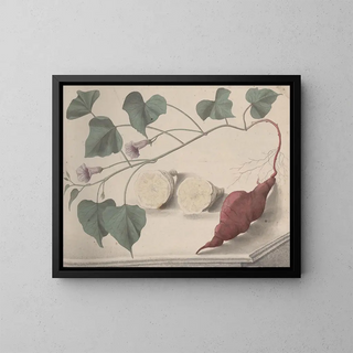 Ren de Rabi - Natural history of Saint Domingue Pl149.webp