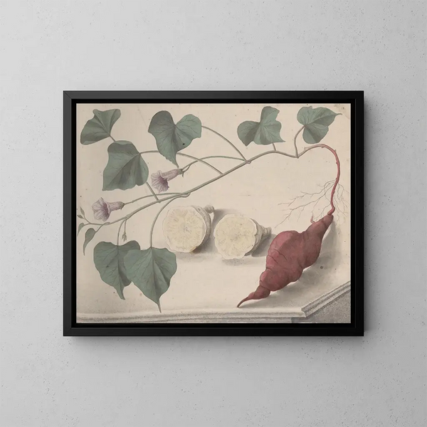 Naturgeschichte von Saint-Domingue Pl149 - René de Rabi — gerahmtes Bild an der Wand