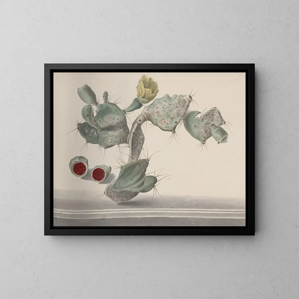 Naturgeschichte von Saint-Domingue Pl150 - René de Rabi — gerahmtes Bild an der Wand