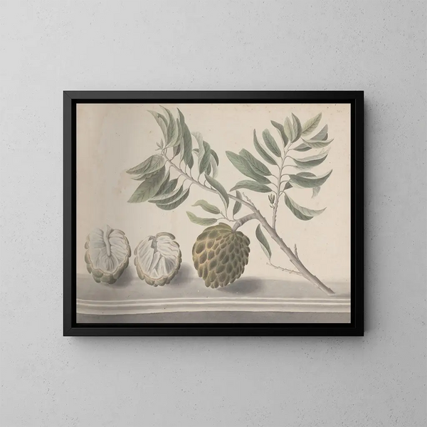 Naturgeschichte von Saint-Domingue Pl153 - René de Rabi — gerahmtes Bild an der Wand