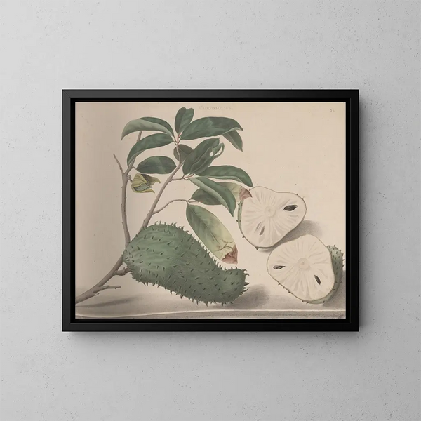 Naturgeschichte von Saint-Domingue Pl154 - René de Rabi — gerahmtes Bild an der Wand