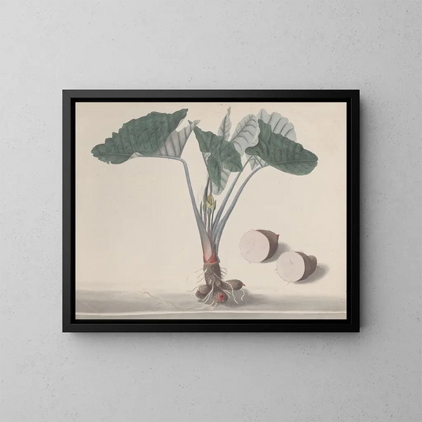 Naturgeschichte von Saint-Domingue Pl156 - René de Rabi — gerahmtes Bild an der Wand