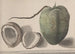 Naturgeschichte von Saint-Domingue Pl157 - René de Rabi — Ansicht des Kunstwerks