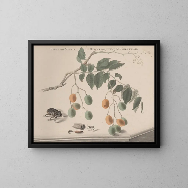 Naturgeschichte von Saint-Domingue Pl158 - René de Rabi — gerahmtes Bild an der Wand