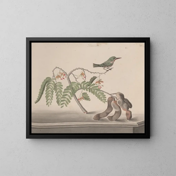 Naturgeschichte von Saint-Domingue Pl159 - René de Rabi — gerahmtes Bild an der Wand