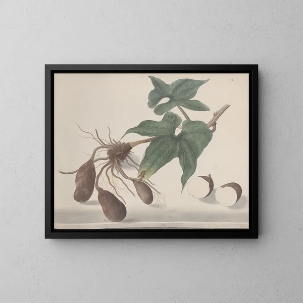 Naturgeschichte von Saint-Domingue Pl160 - René de Rabi — gerahmtes Bild an der Wand