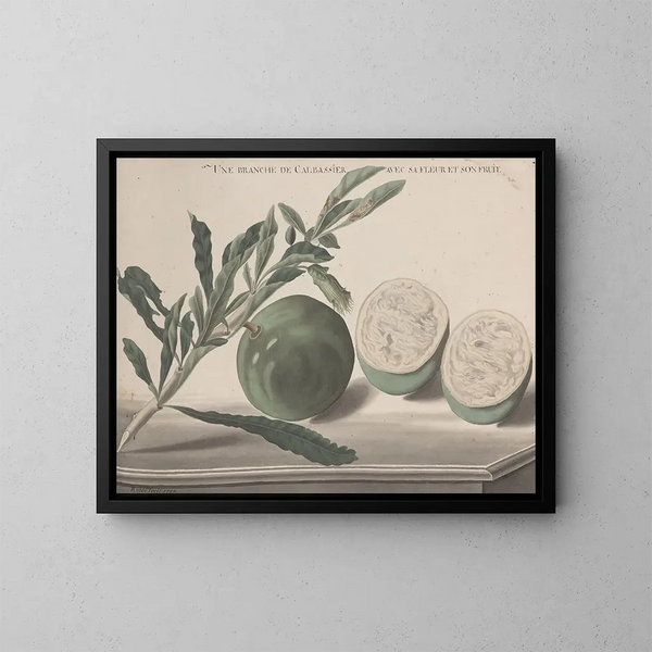 Naturgeschichte von Saint-Domingue Pl161 - René de Rabi — gerahmtes Bild an der Wand