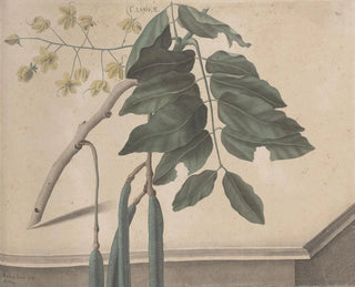 Ren de Rabi - Natural history of Saint Domingue Pl162.webp