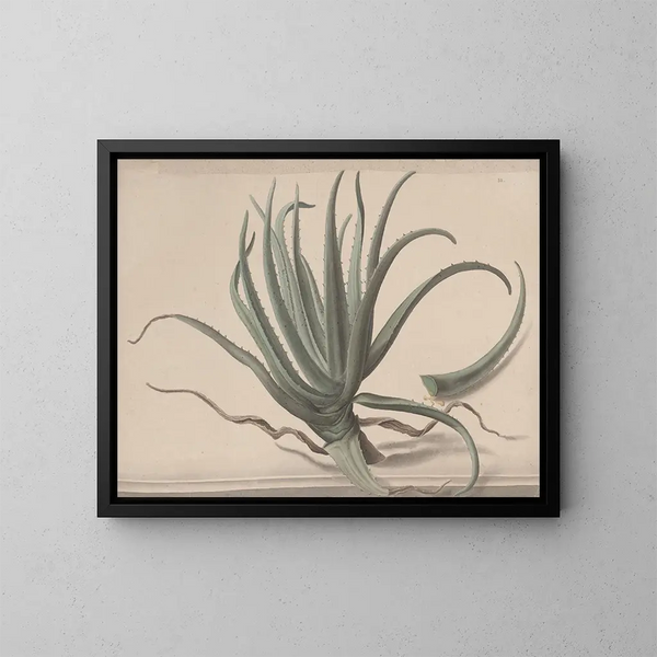 Naturgeschichte von Saint-Domingue Pl. 163 - René de Rabi — gerahmtes Bild an der Wand