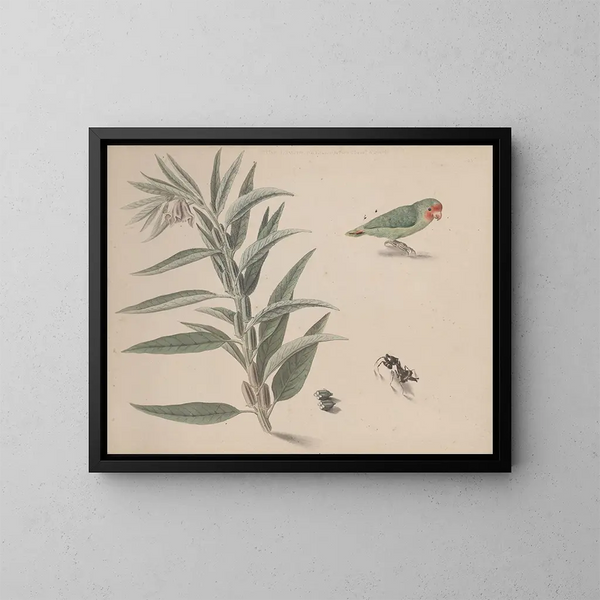 Naturgeschichte von Saint-Domingue Pl164 - René de Rabi — gerahmtes Bild an der Wand