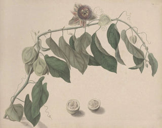 Ren de Rabi - Natural history of Saint Domingue Pl165.webp