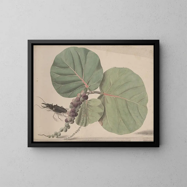 Histoire naturelle de Saint-Domingue Pl166 - René de Rabi — gerahmtes Bild an der Wand