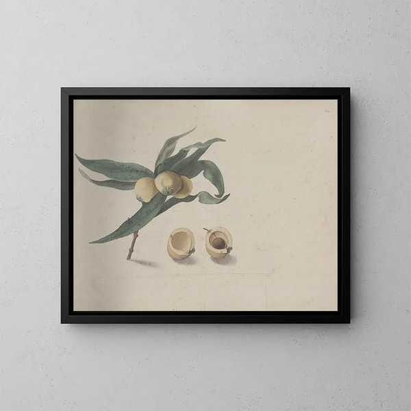 Naturgeschichte von Saint-Domingue Pl167 - René de Rabi — gerahmtes Bild an der Wand