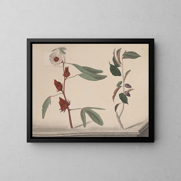 Naturgeschichte von Saint-Domingue Pl170 - René de Rabi — gerahmtes Bild an der Wand