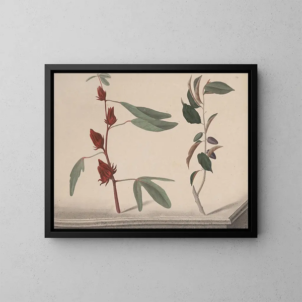 Naturgeschichte von Saint-Domingue Pl171 - René de Rabi — gerahmtes Bild an der Wand