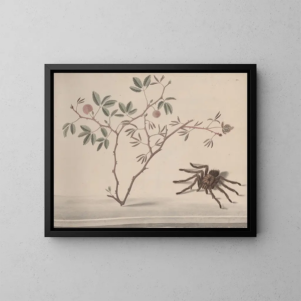 Naturgeschichte von Saint-Domingue Pl175 - René de Rabi — gerahmtes Bild an der Wand
