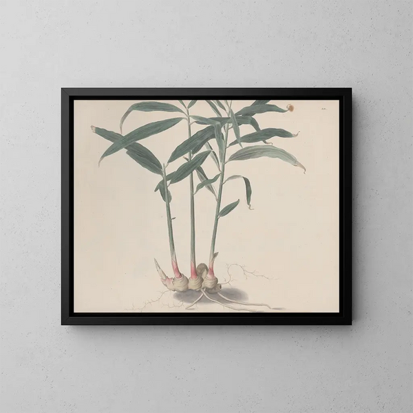 Naturgeschichte von Saint-Domingue Pl176 - René de Rabi — gerahmtes Bild an der Wand