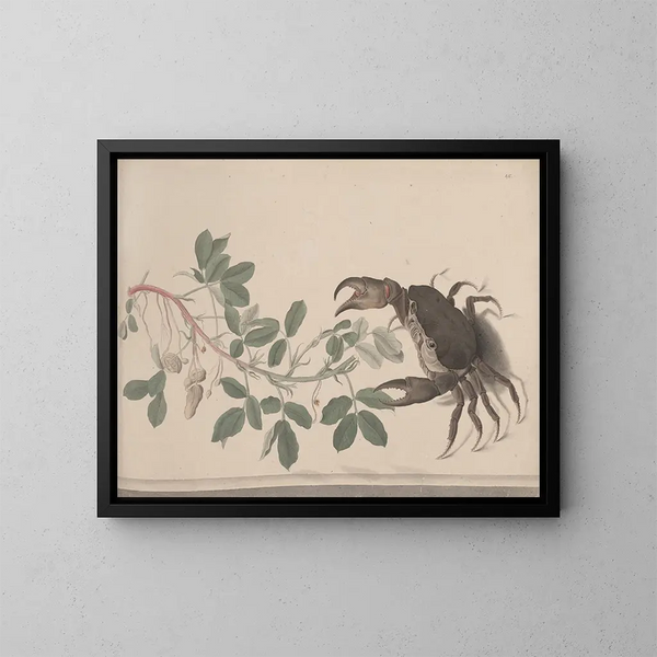Histoire naturelle de Saint-Domingue Pl. 177 - René de Rabi — gerahmtes Bild an der Wand