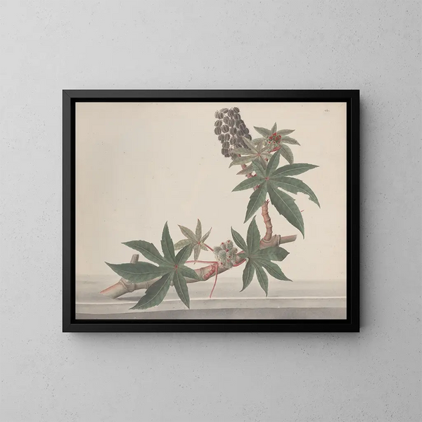 Naturgeschichte von Saint-Domingue Pl178 - René de Rabi — gerahmtes Bild an der Wand
