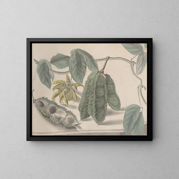 Naturgeschichte von Saint-Domingue Pl179 - René de Rabi — gerahmtes Bild an der Wand