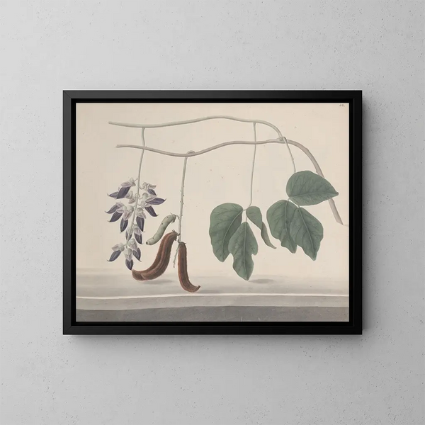 Naturgeschichte von Saint-Domingue Pl180 - René de Rabi — gerahmtes Bild an der Wand