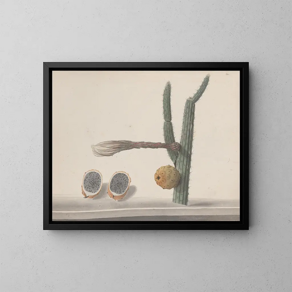Naturgeschichte von Saint-Domingue Pl182 - René de Rabi — gerahmtes Bild an der Wand