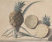 Histoire naturelle de Saint-Domingue Pl. 183 - René de Rabi — Ansicht des Kunstwerks