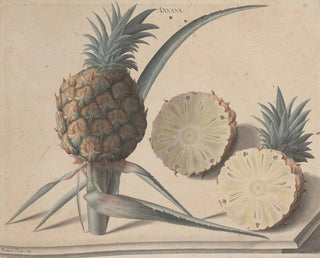 Ren de Rabi - Natural history of Saint Domingue Pl183.webp