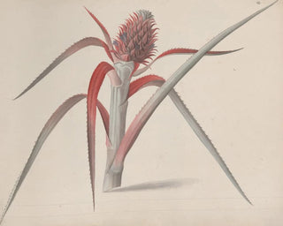 Ren de Rabi - Natural history of Saint Domingue Pl184.webp
