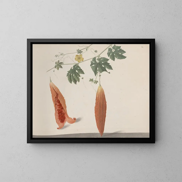 Naturgeschichte von Saint-Domingue Pl185 - René de Rabi — gerahmtes Bild an der Wand