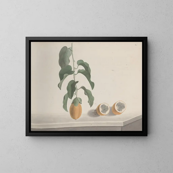 Naturgeschichte von Saint-Domingue Pl186 - René de Rabi — gerahmtes Bild an der Wand