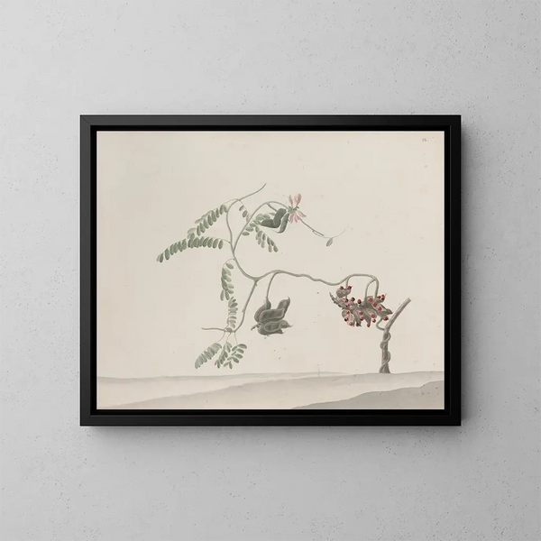 Naturgeschichte von Saint-Domingue Pl188 - René de Rabi — gerahmtes Bild an der Wand