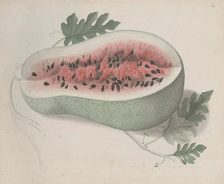 Ren de Rabi - Natural history of Saint Domingue Pl190.webp