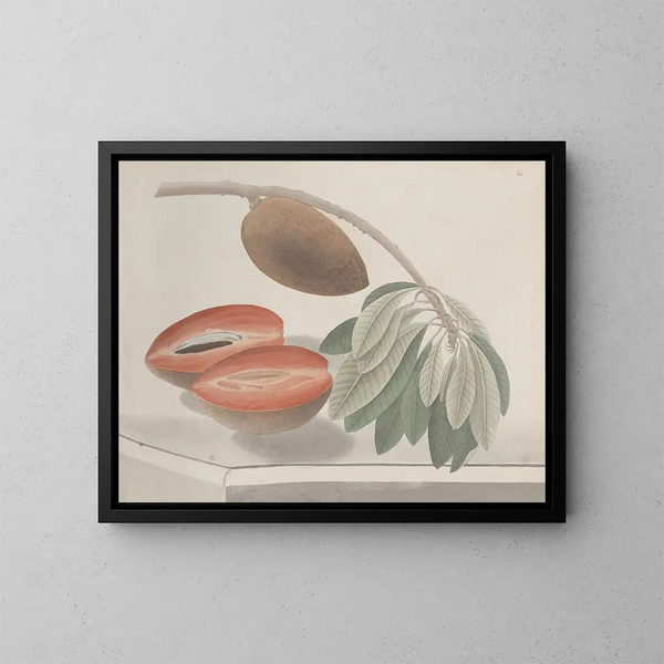 Naturgeschichte von Saint-Domingue Pl191 - René de Rabi — gerahmtes Bild an der Wand