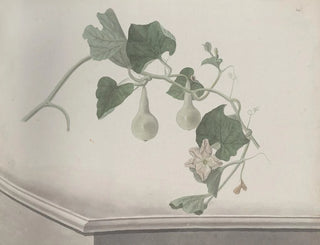 Ren de Rabi - Natural history of Saint Domingue Pl193.webp